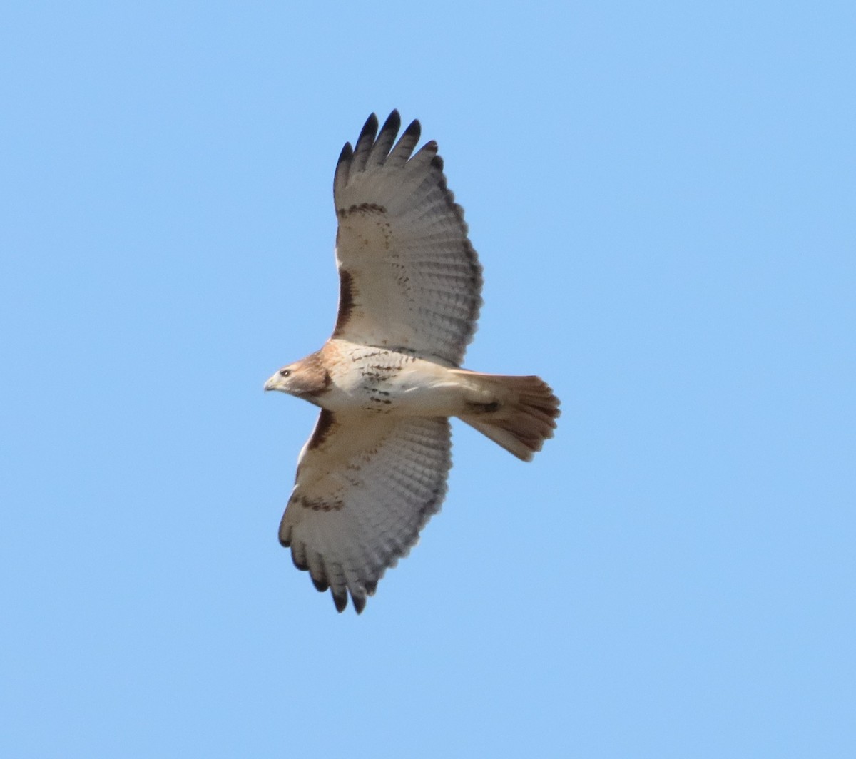 Red-tailed Hawk - ML610594151