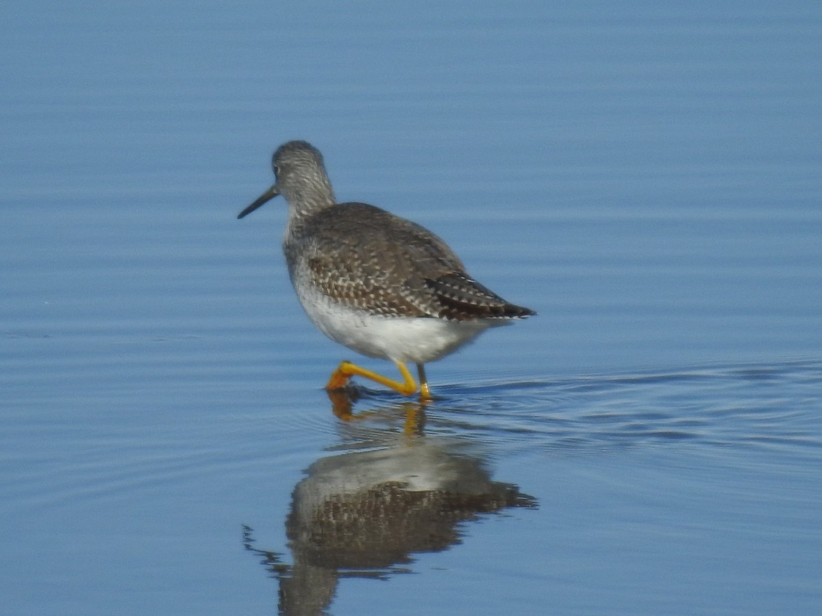 Greater Yellowlegs - ML610594182