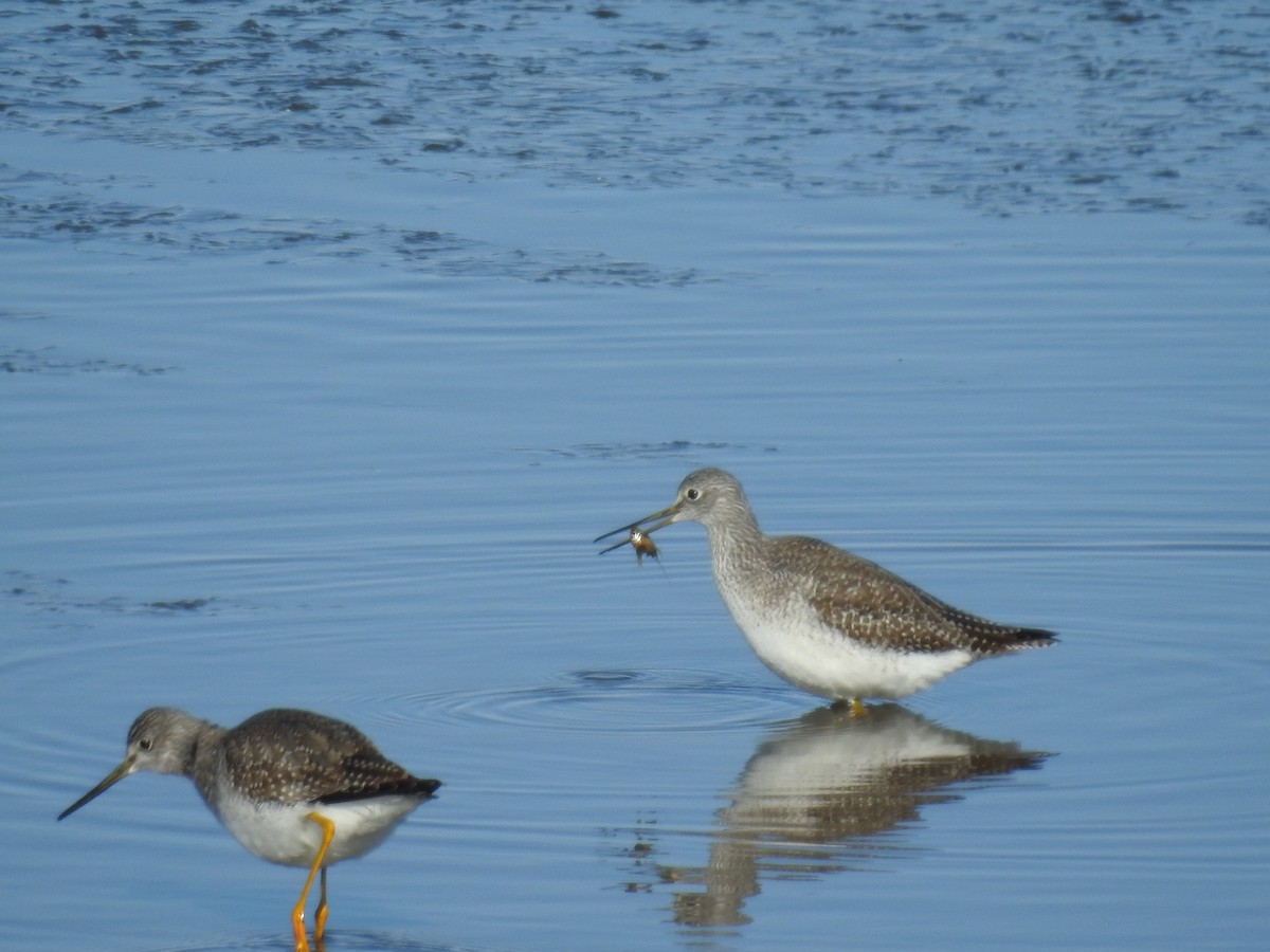 Greater Yellowlegs - ML610594183