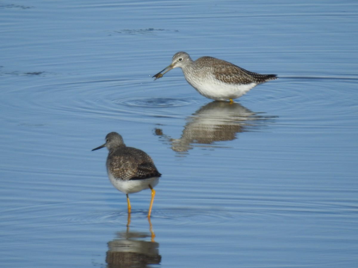 Greater Yellowlegs - ML610594184