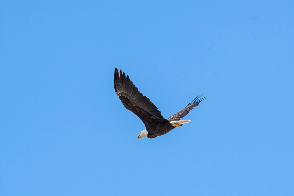 Bald Eagle - ML610594198