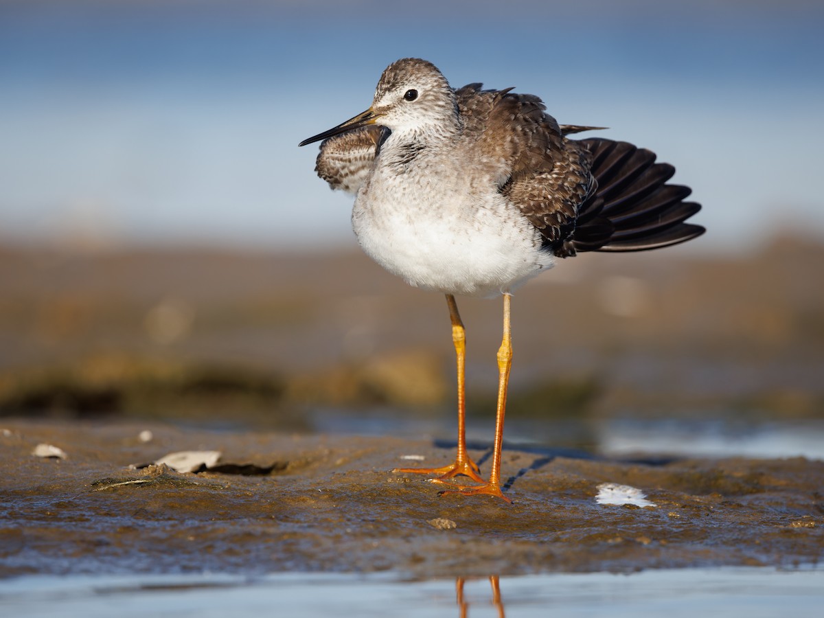 Lesser Yellowlegs - ML610594218