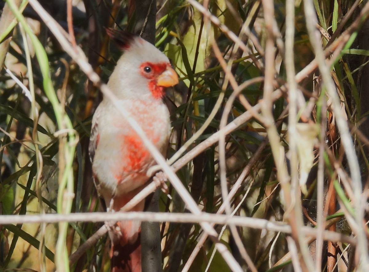 Cardinal pyrrhuloxia - ML610594276