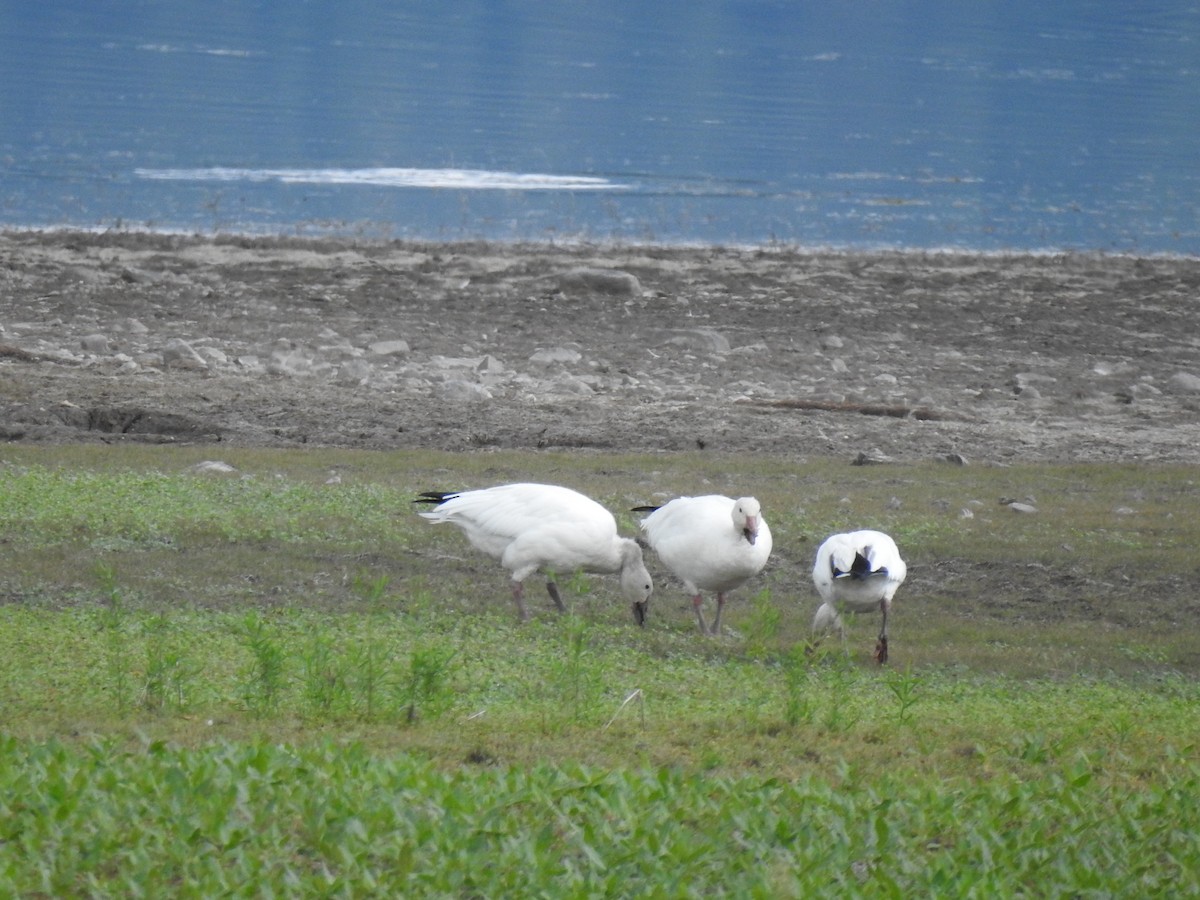 Snow Goose - Janet Stevens