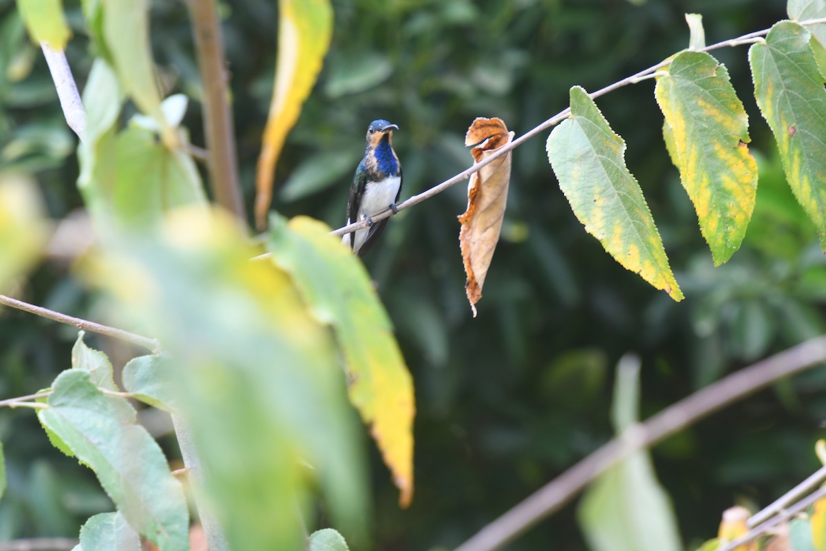 White-necked Jacobin - ML610594555