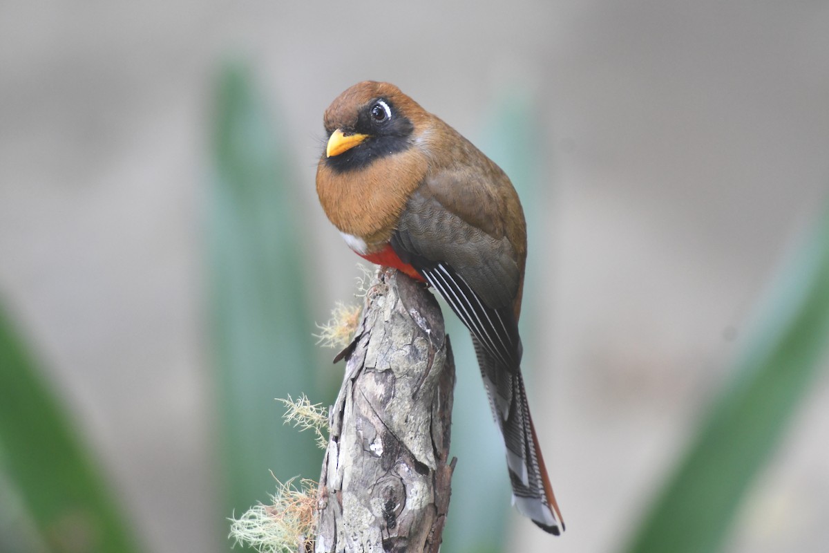 Masked Trogon - ML610594591