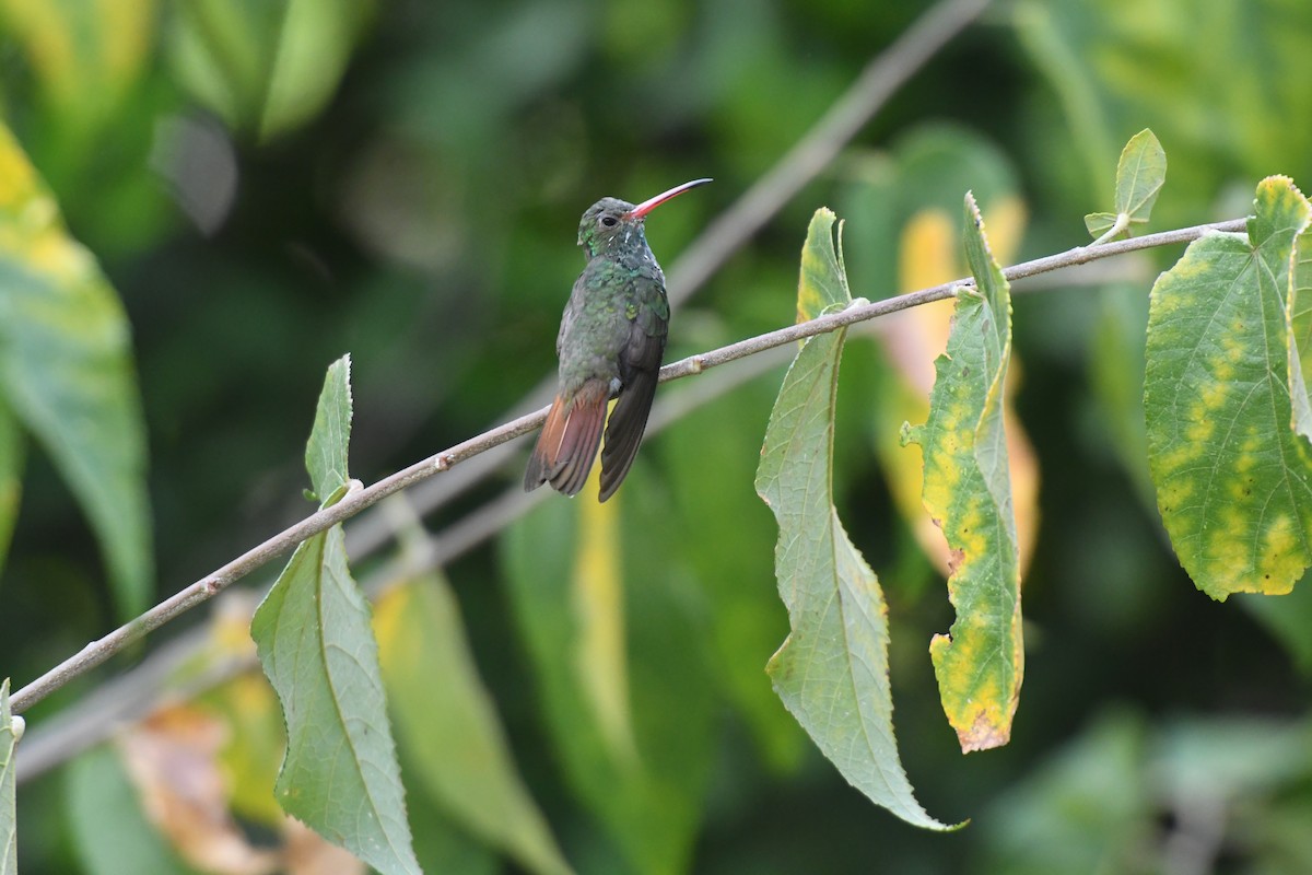 Rufous-tailed Hummingbird - ML610594598