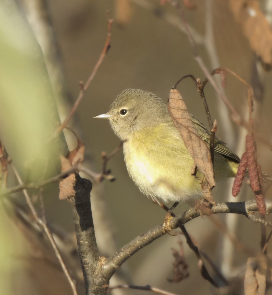 Orange-crowned Warbler - ML610594650