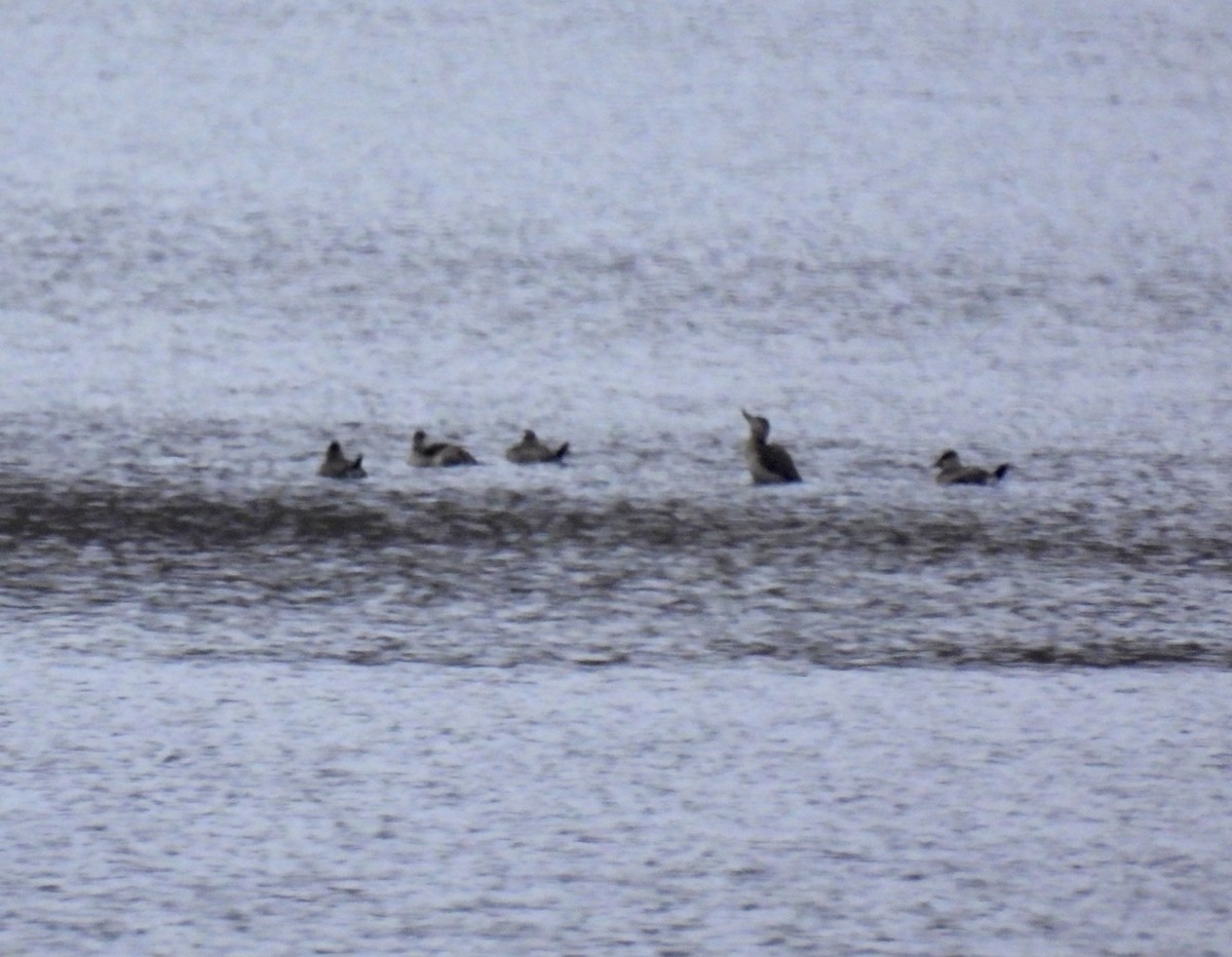 Ruddy Duck - ML610594697