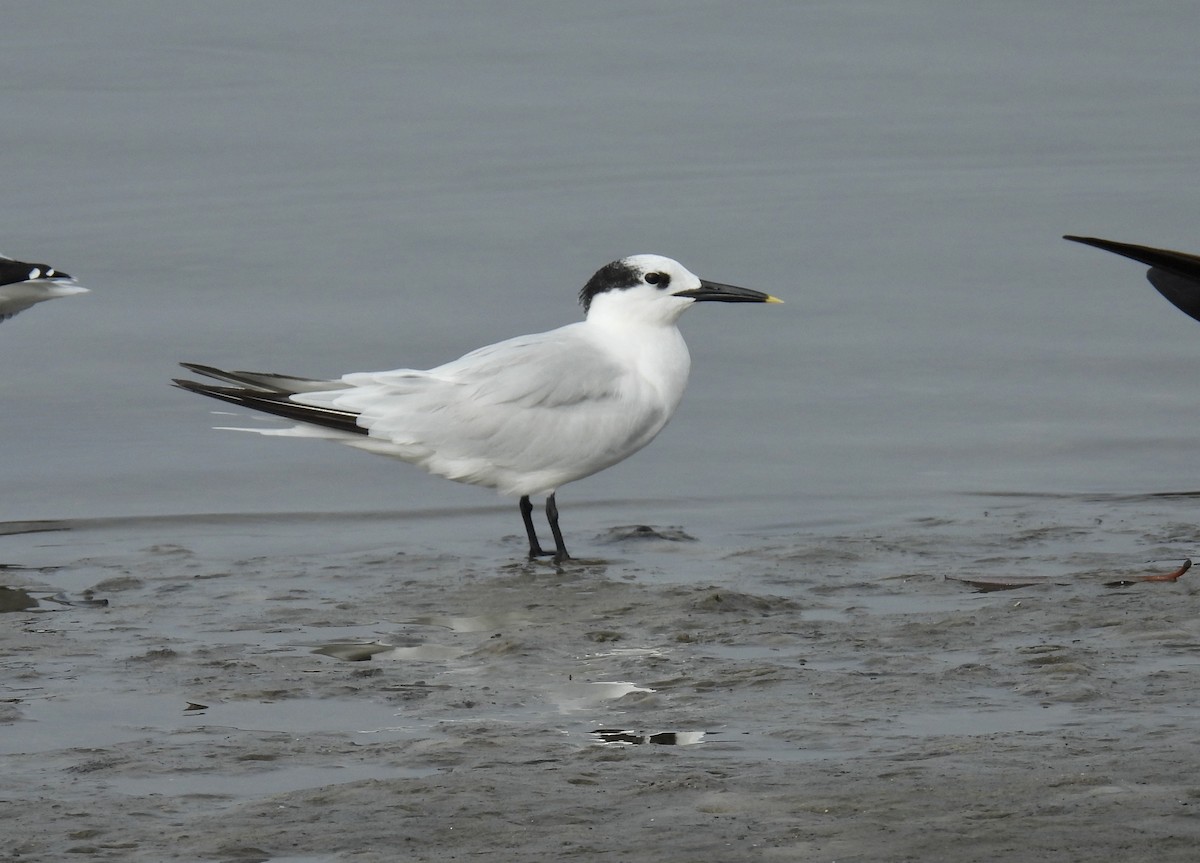 Sandwich Tern - ML610594806