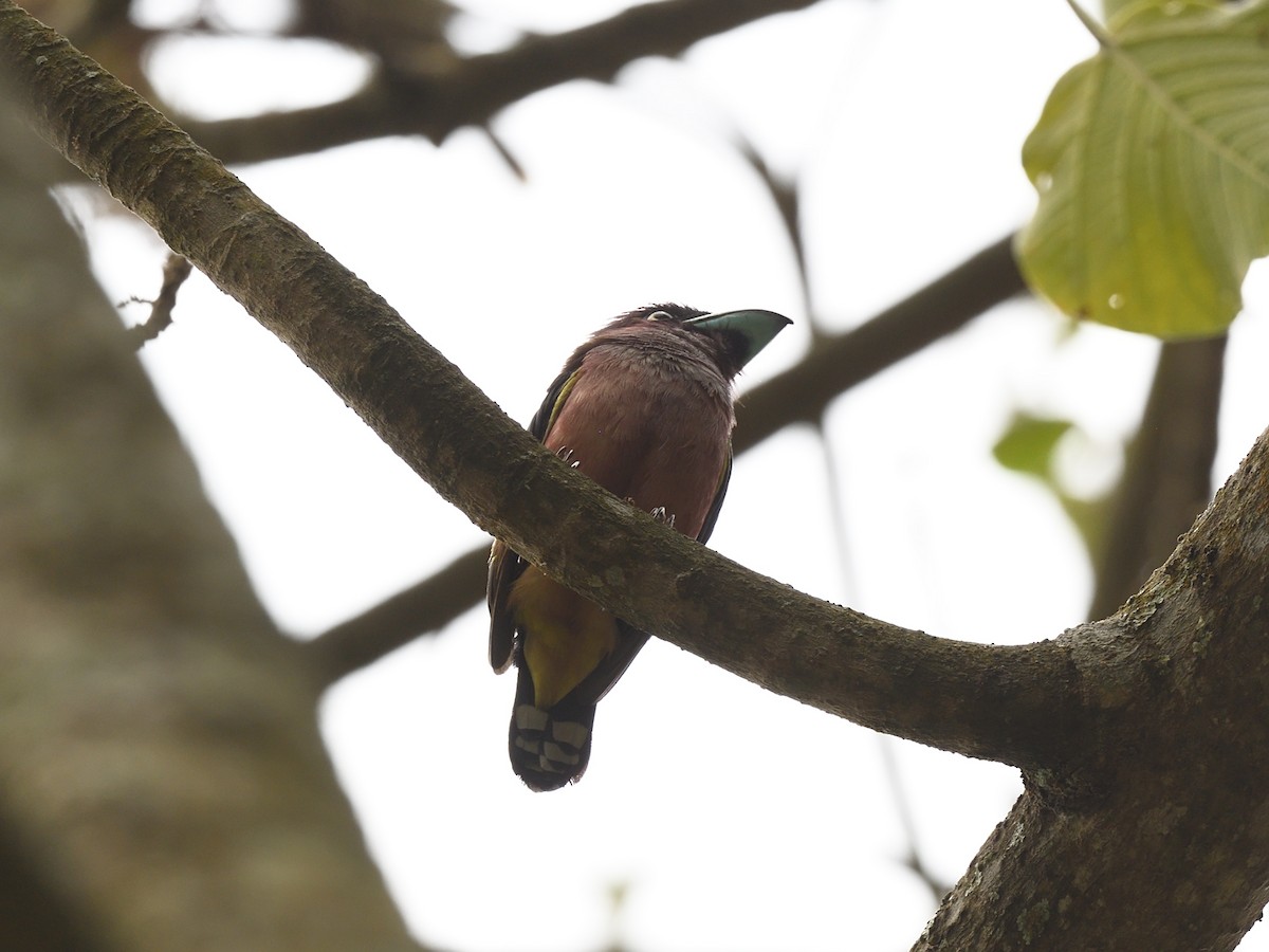 Banded Broadbill (Javan) - ML610594887