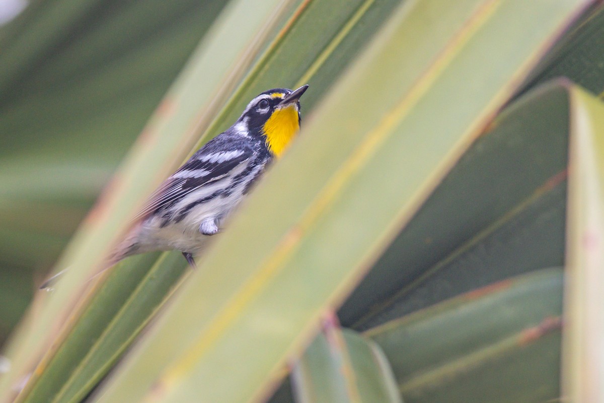 Yellow-throated Warbler - ML610594992