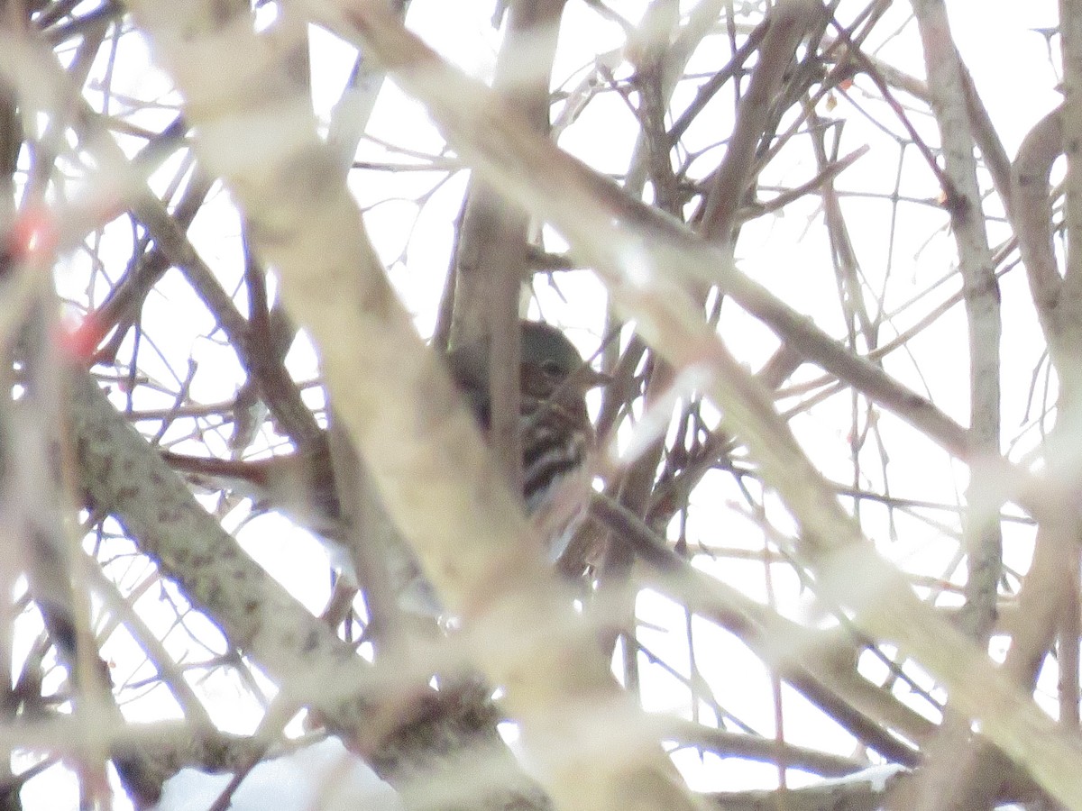 Fox Sparrow - Barb Thomascall