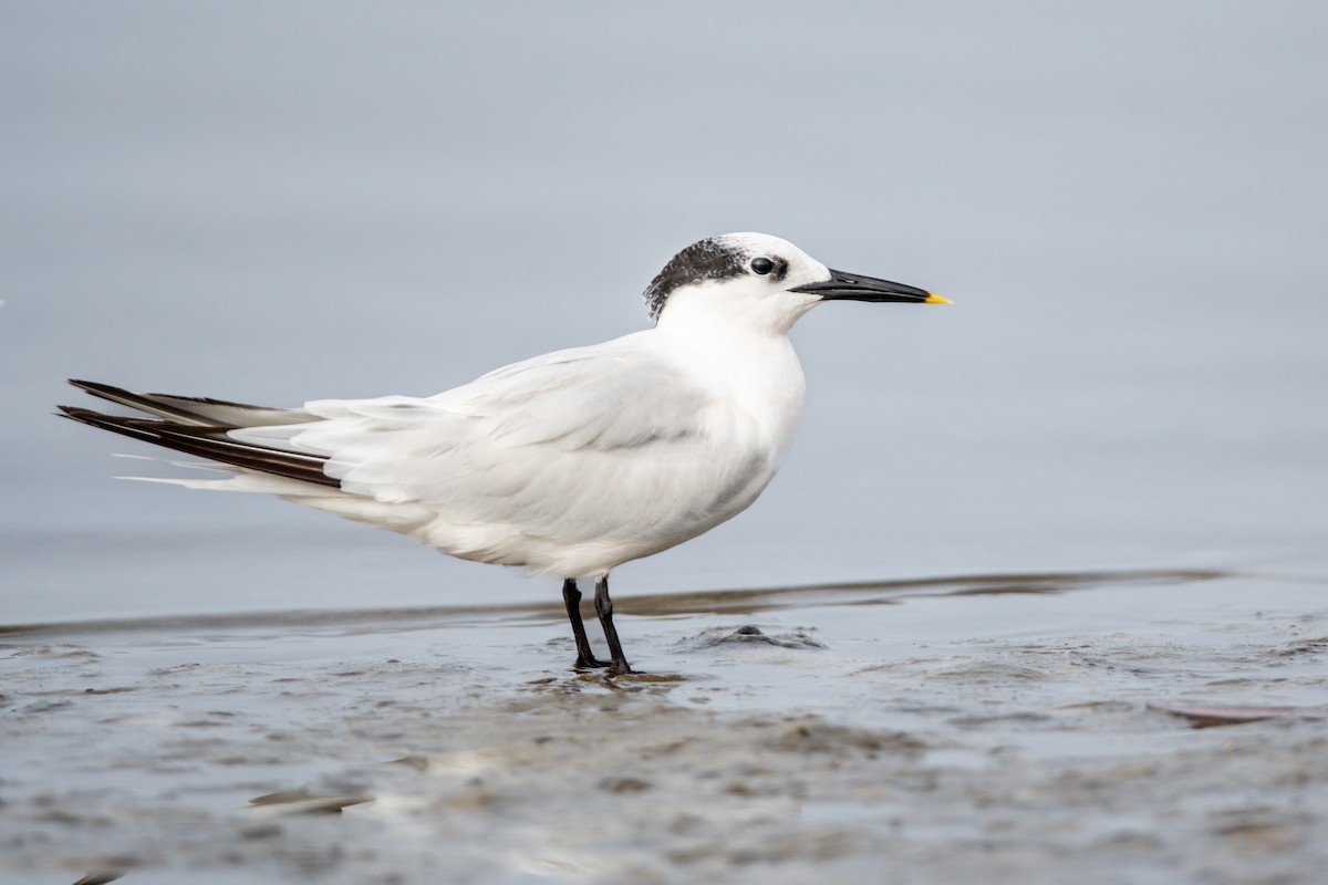 Sandwich Tern - ML610595055