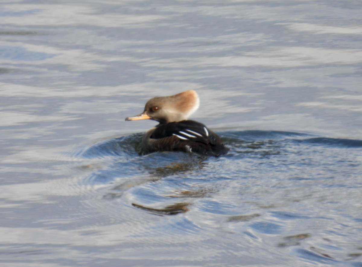 Hooded Merganser - ML610595134