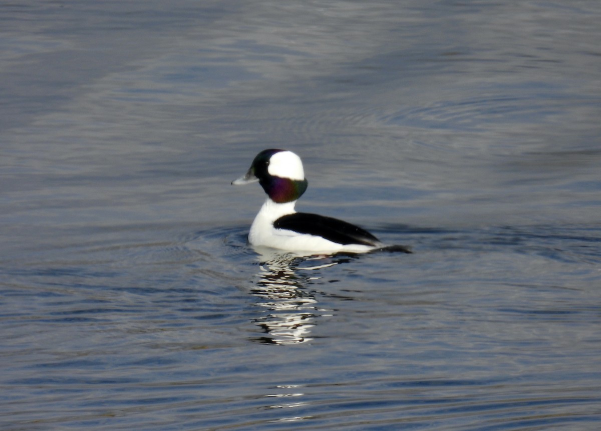 Bufflehead - ML610595135