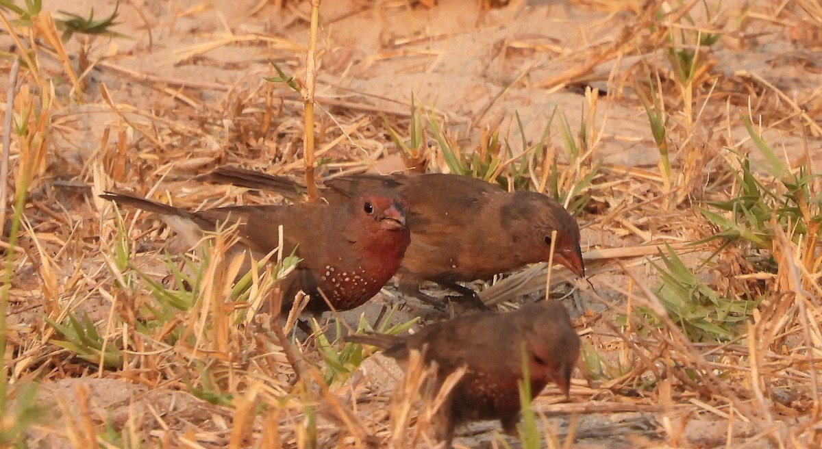 Brown Firefinch - Marie Furnish