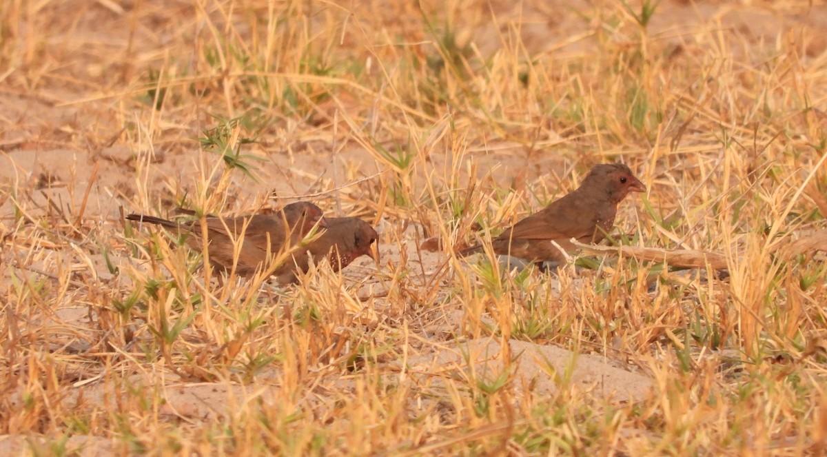 Brown Firefinch - Marie Furnish