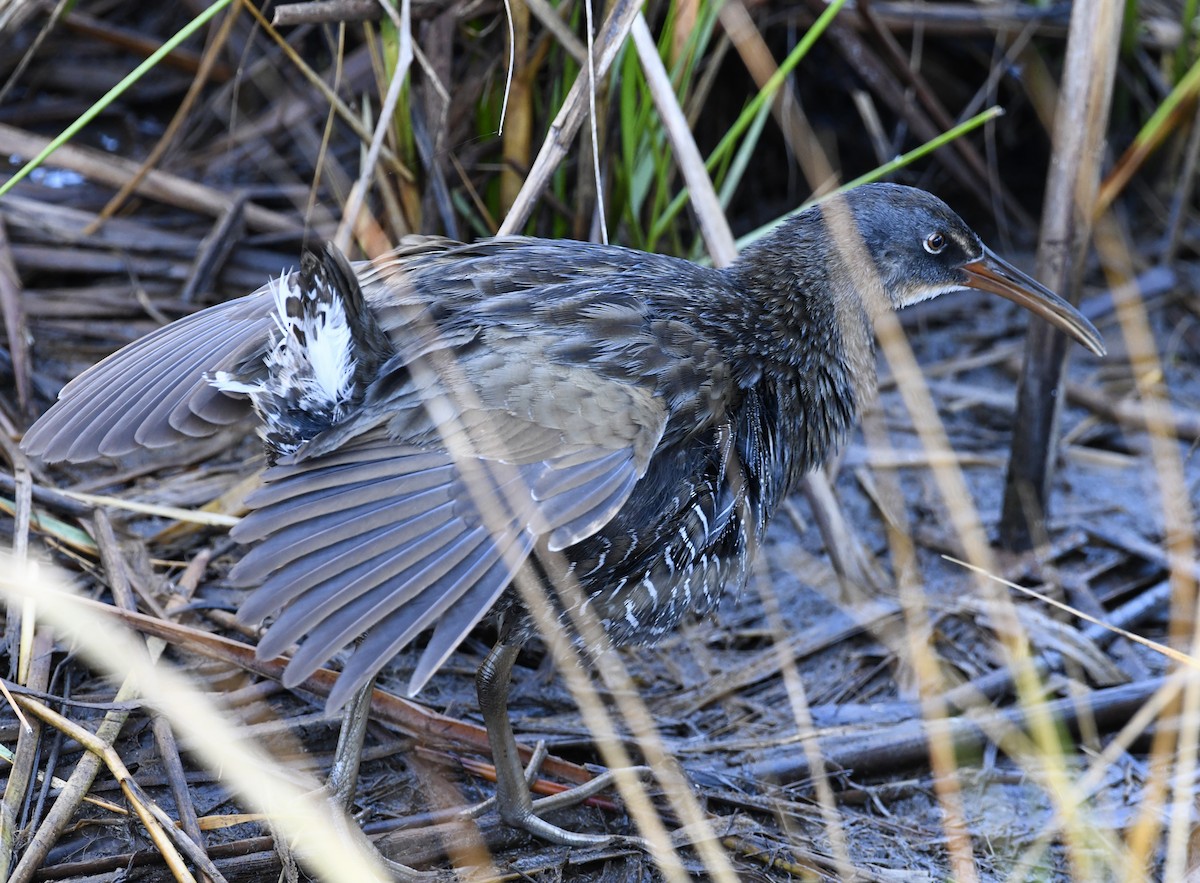 Clapper Rail (Atlantic Coast) - ML610595221