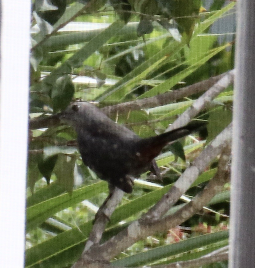 Gray Catbird - ML610595240