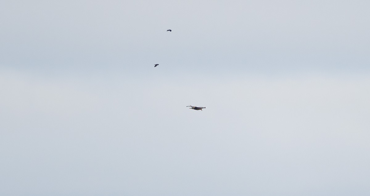 White-tailed Eagle - ML610595254