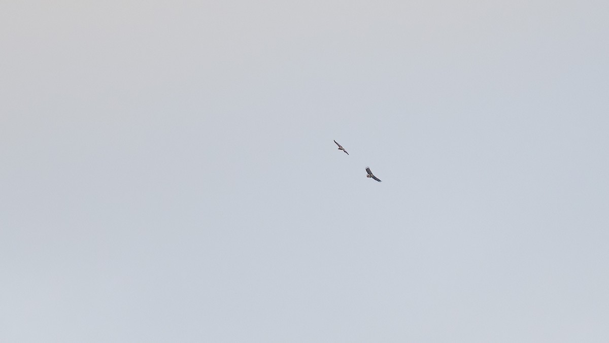 White-tailed Eagle - ML610595266