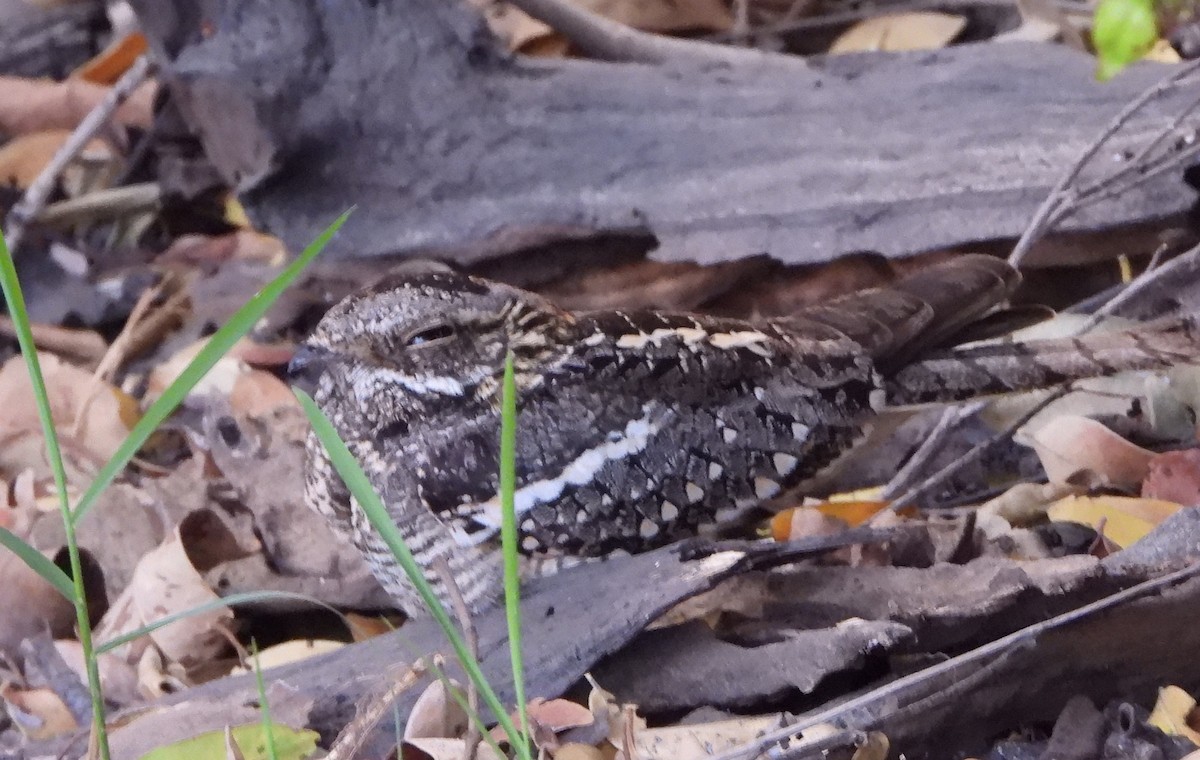 Square-tailed Nightjar - Marie Furnish