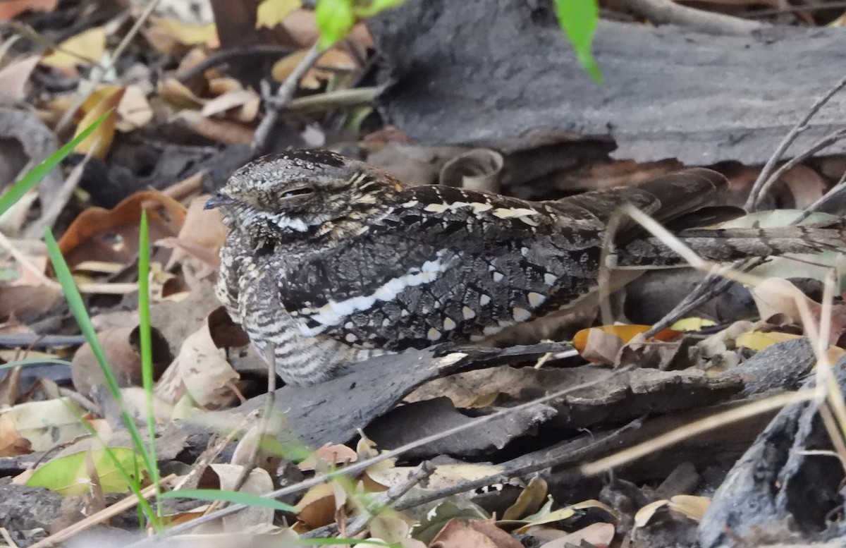 Square-tailed Nightjar - ML610595279