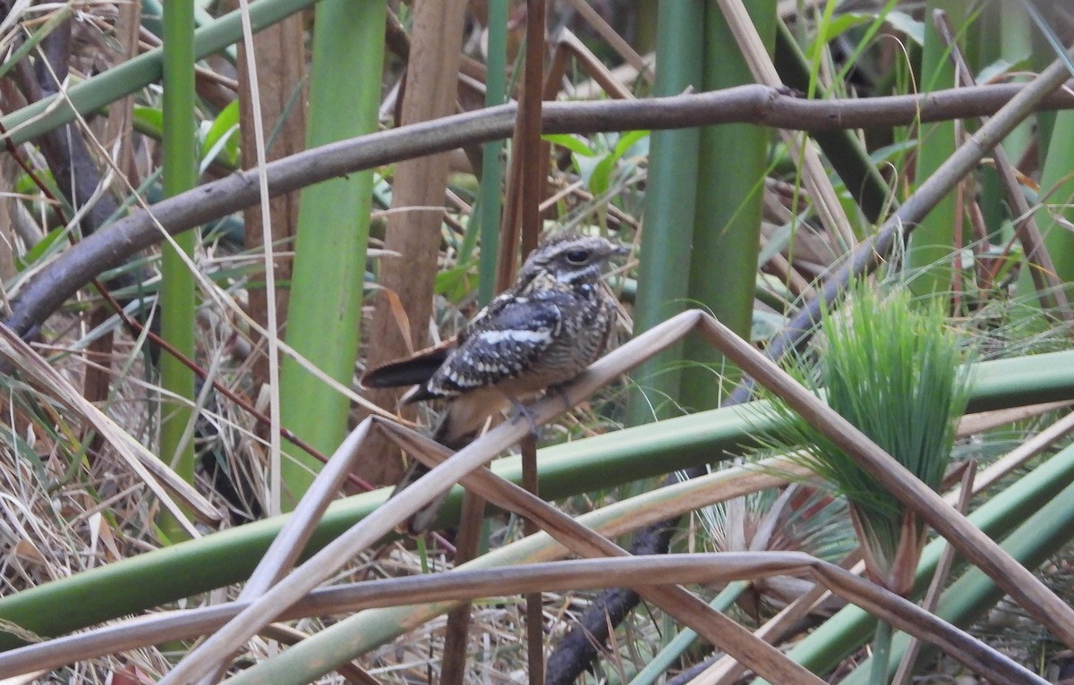 Square-tailed Nightjar - ML610595280