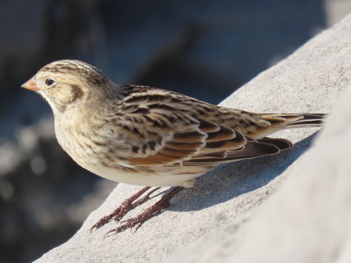 Lapland Longspur - ML610595295