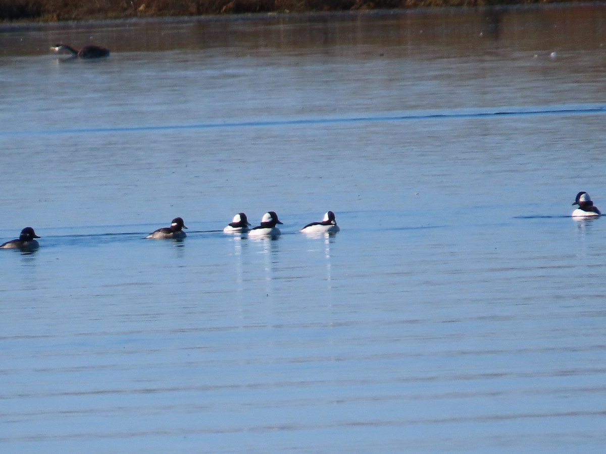 Bufflehead - ML610595347