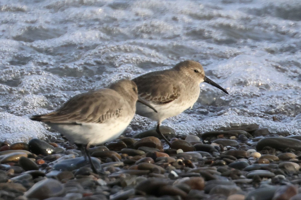 Alpenstrandläufer - ML610595365