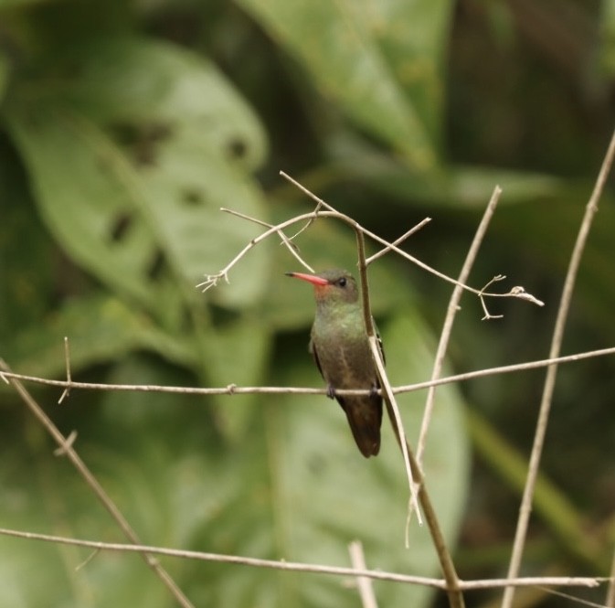 Gilded Hummingbird - Janaina Souza