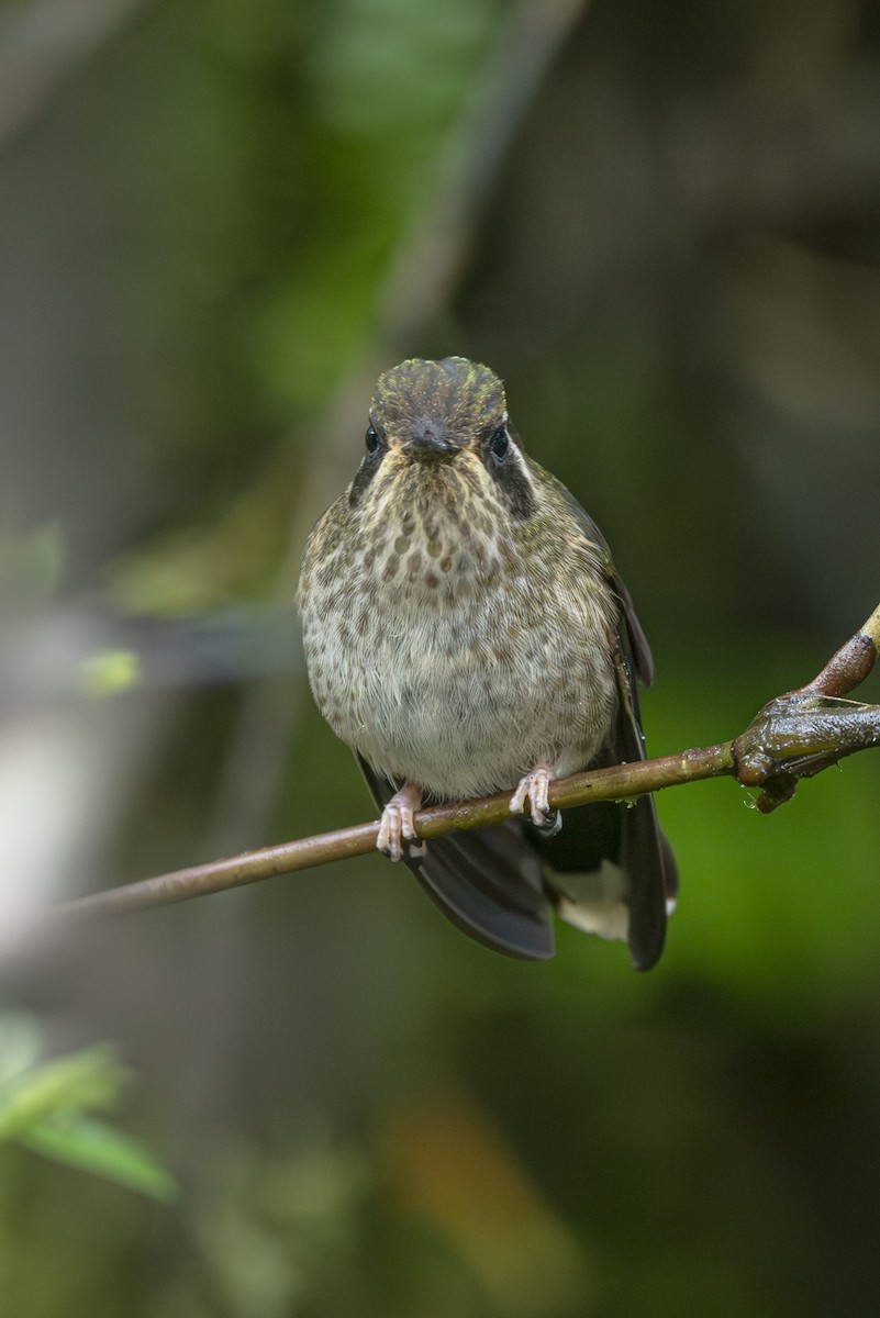 Speckled Hummingbird - ML610595425