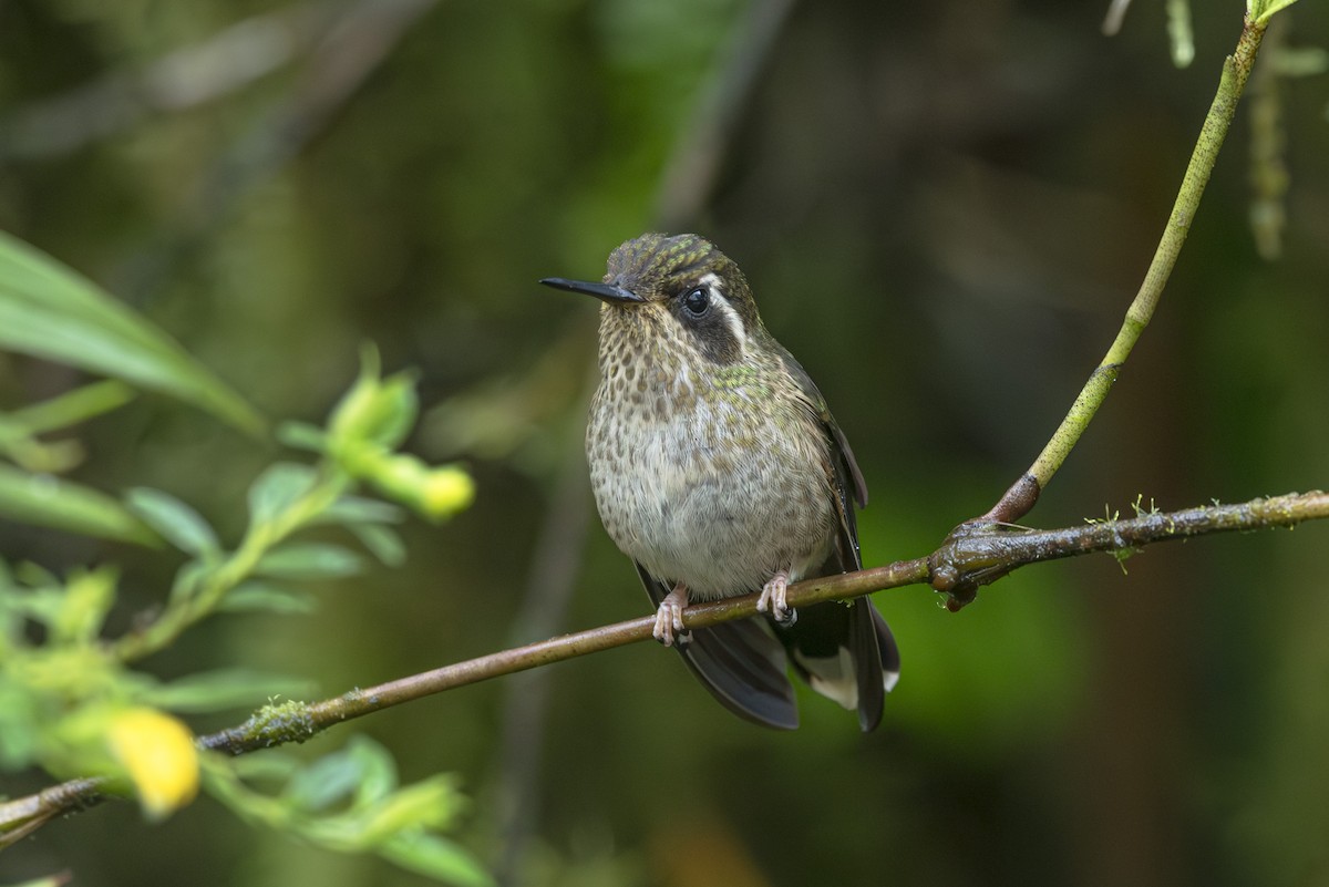 Speckled Hummingbird - ML610595426