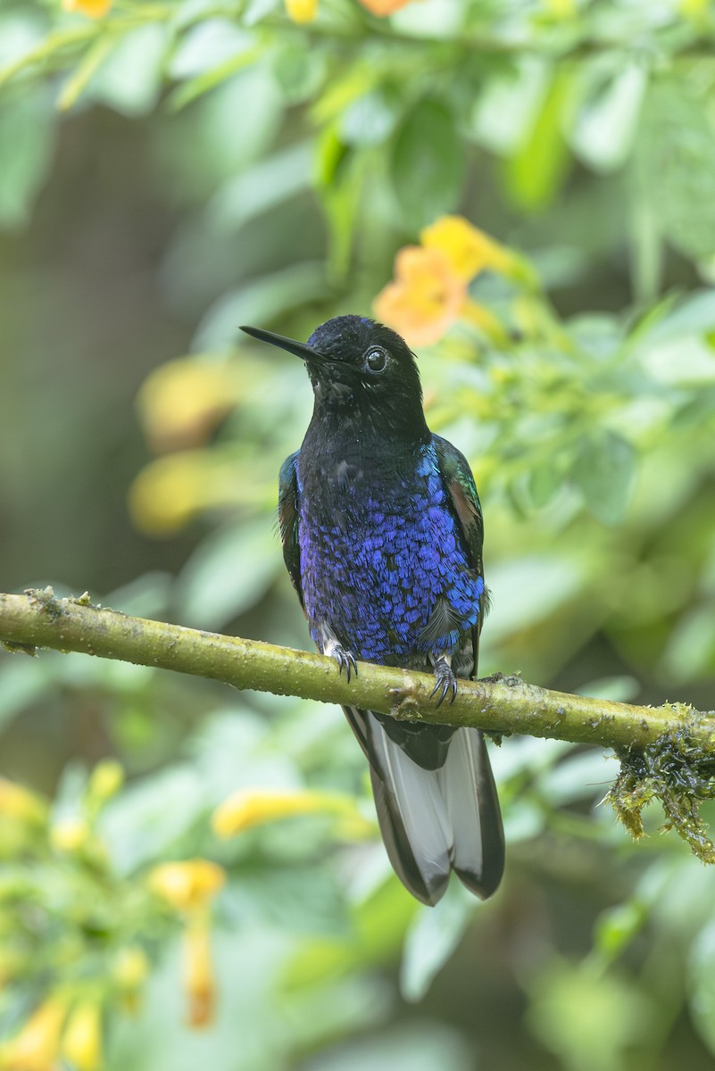 Velvet-purple Coronet - Cesar Olaya Corzo