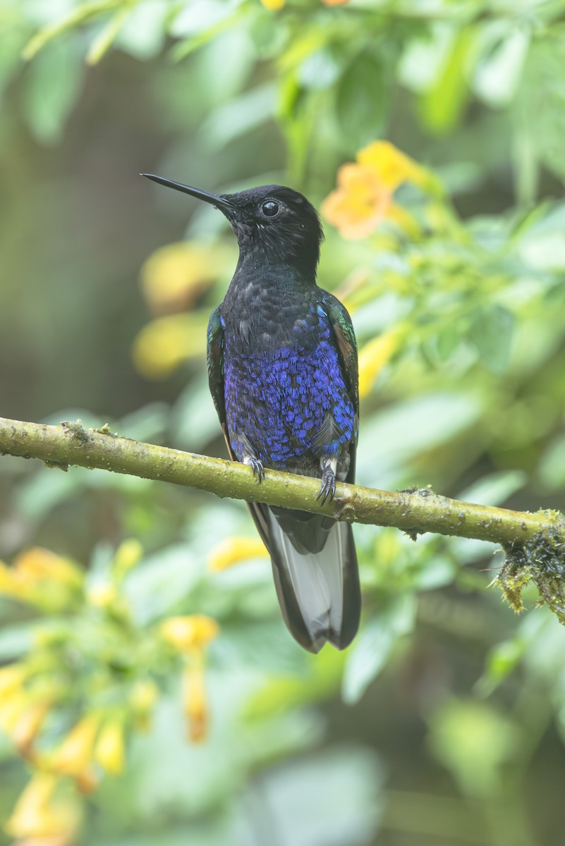 Velvet-purple Coronet - ML610595500