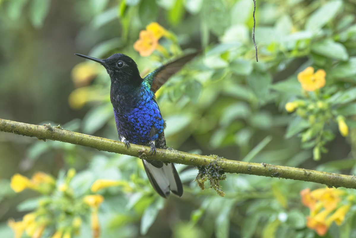 kolibřík hyacintový - ML610595501