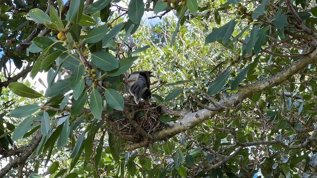 Noisy Miner - ML610595606