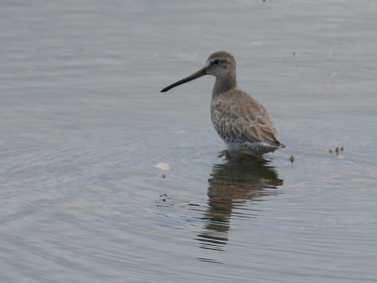 短嘴半蹼鷸(griseus) - ML610595671