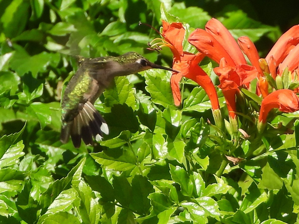 Ruby-throated Hummingbird - ML610595745