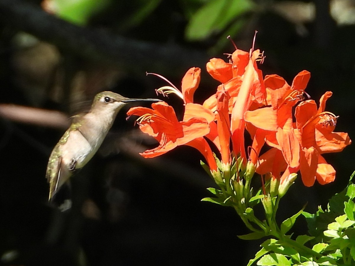 Ruby-throated Hummingbird - ML610595746