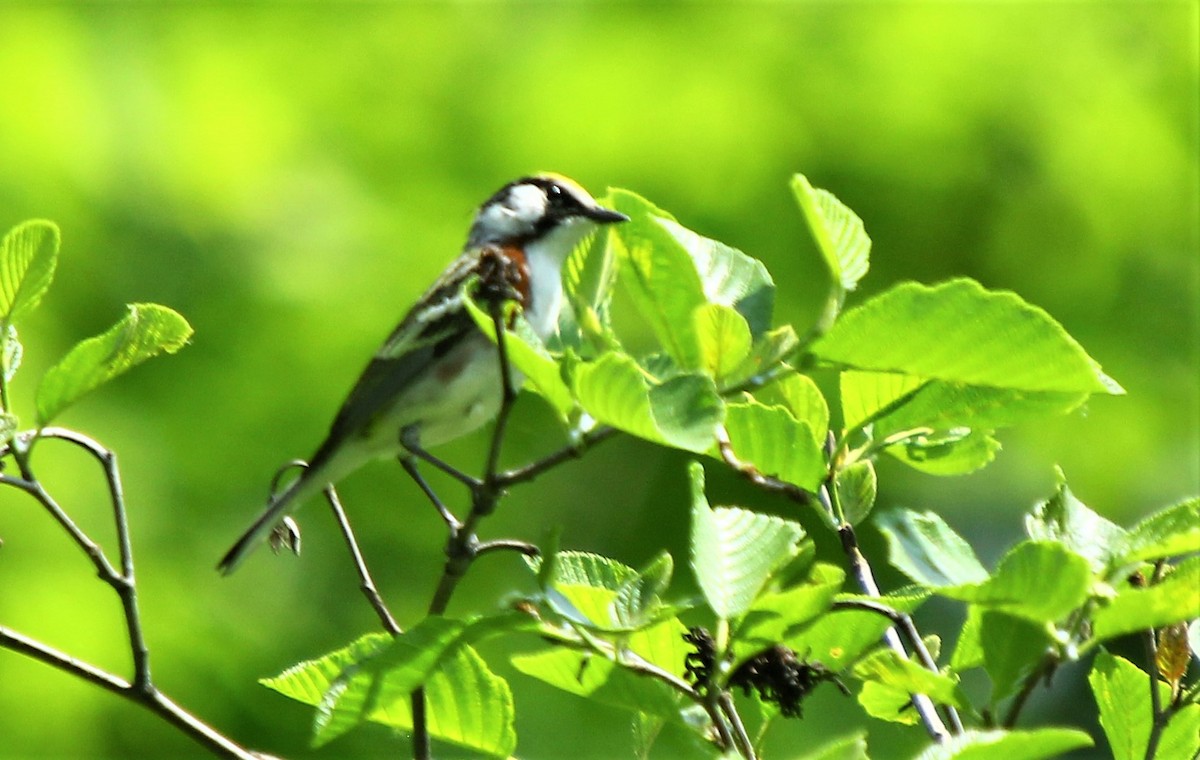 Chestnut-sided Warbler - ML610595776