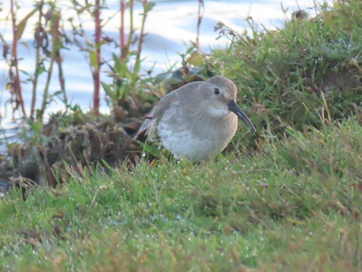 Dunlin - Alan Boyd