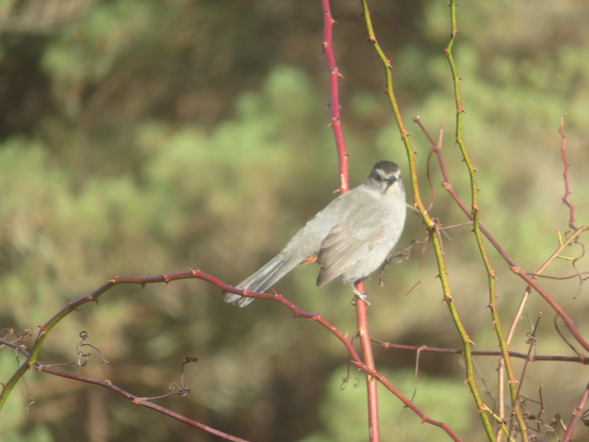 Gray Catbird - ML610595950