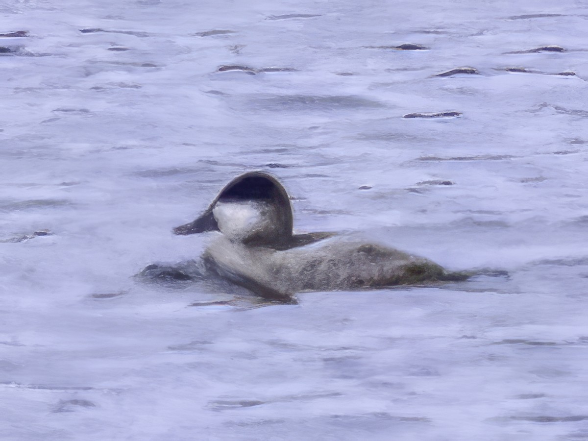 Ruddy Duck - ML610595965
