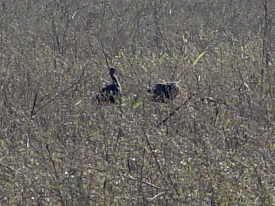 Glossy/White-faced Ibis - Boyce Wofford