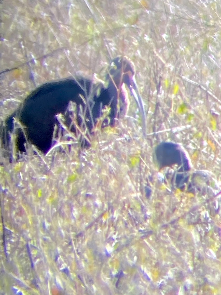 Glossy/White-faced Ibis - ML610595975