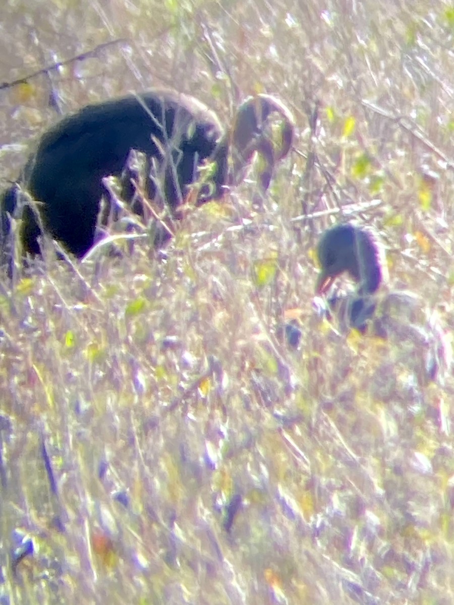 Glossy/White-faced Ibis - ML610595976