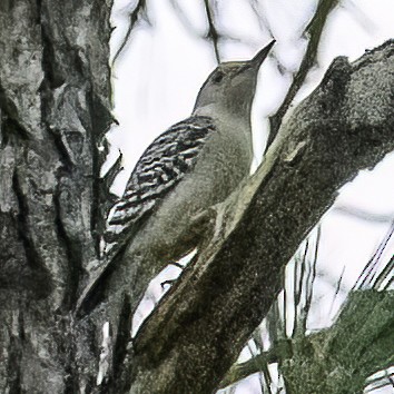 Red-bellied Woodpecker - ML610595981